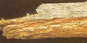 Holzschutz Holzschutz